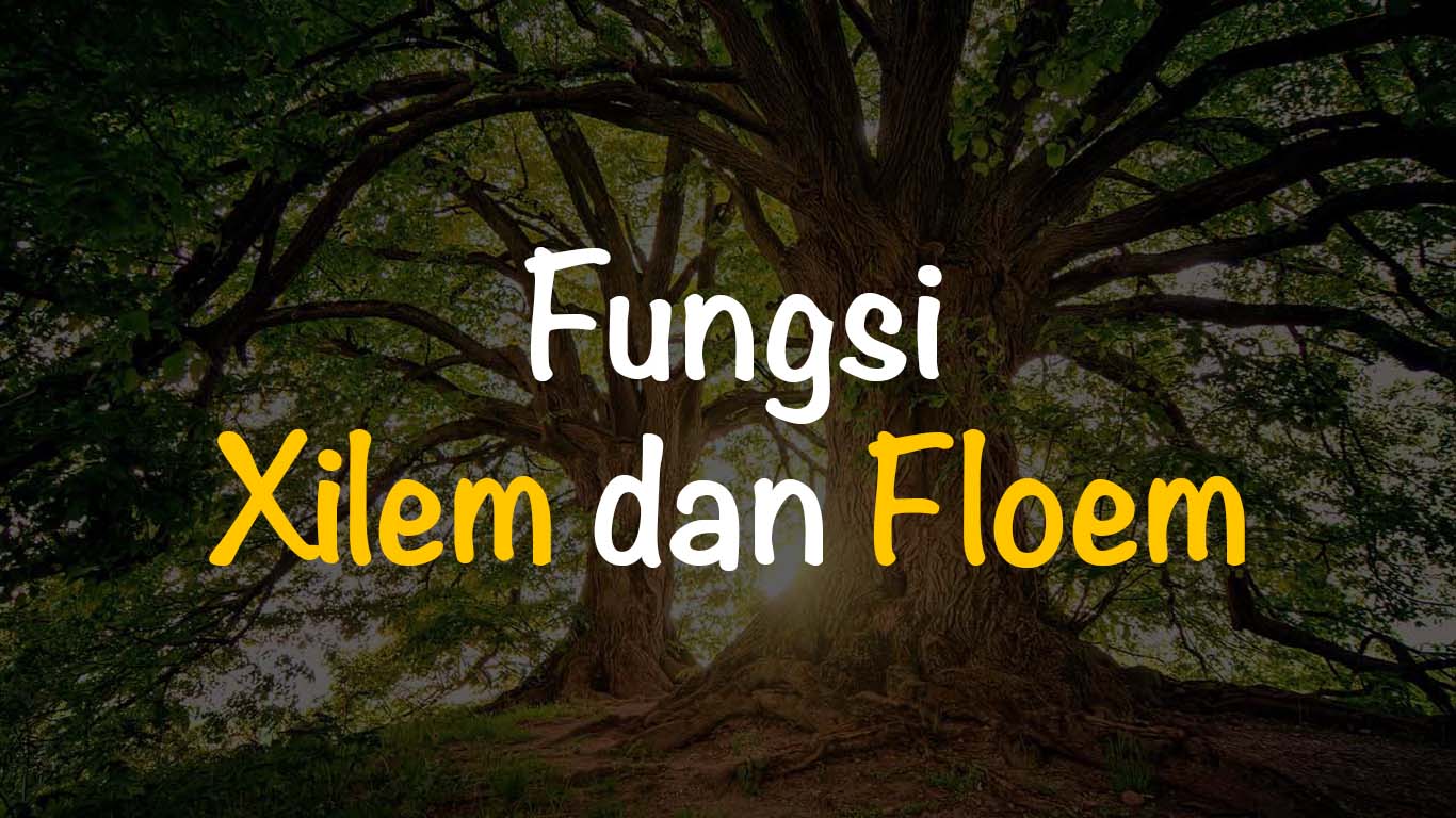 Mengangkut fungsi floem adalah Fungsi Xilem