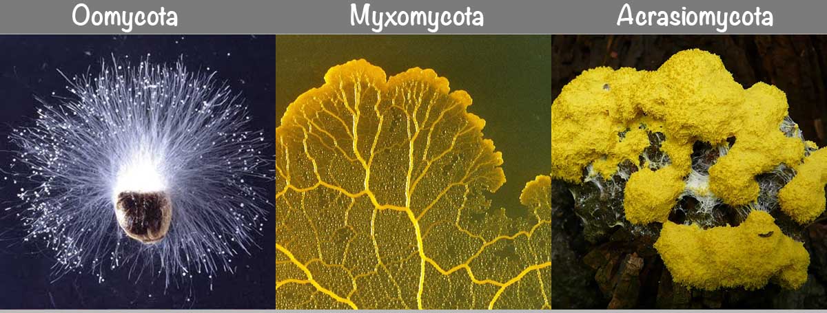 Myxomycota contoh 3 Contoh